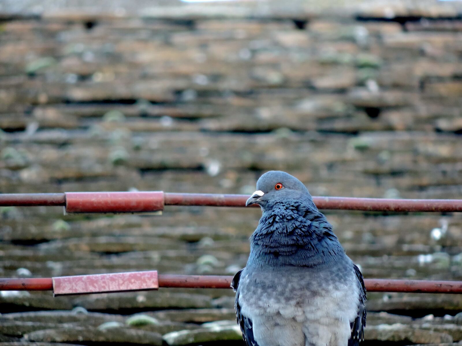 Nikon Coolpix P520 sample photo. Pigeon, roof, rooftop, wildlife photography