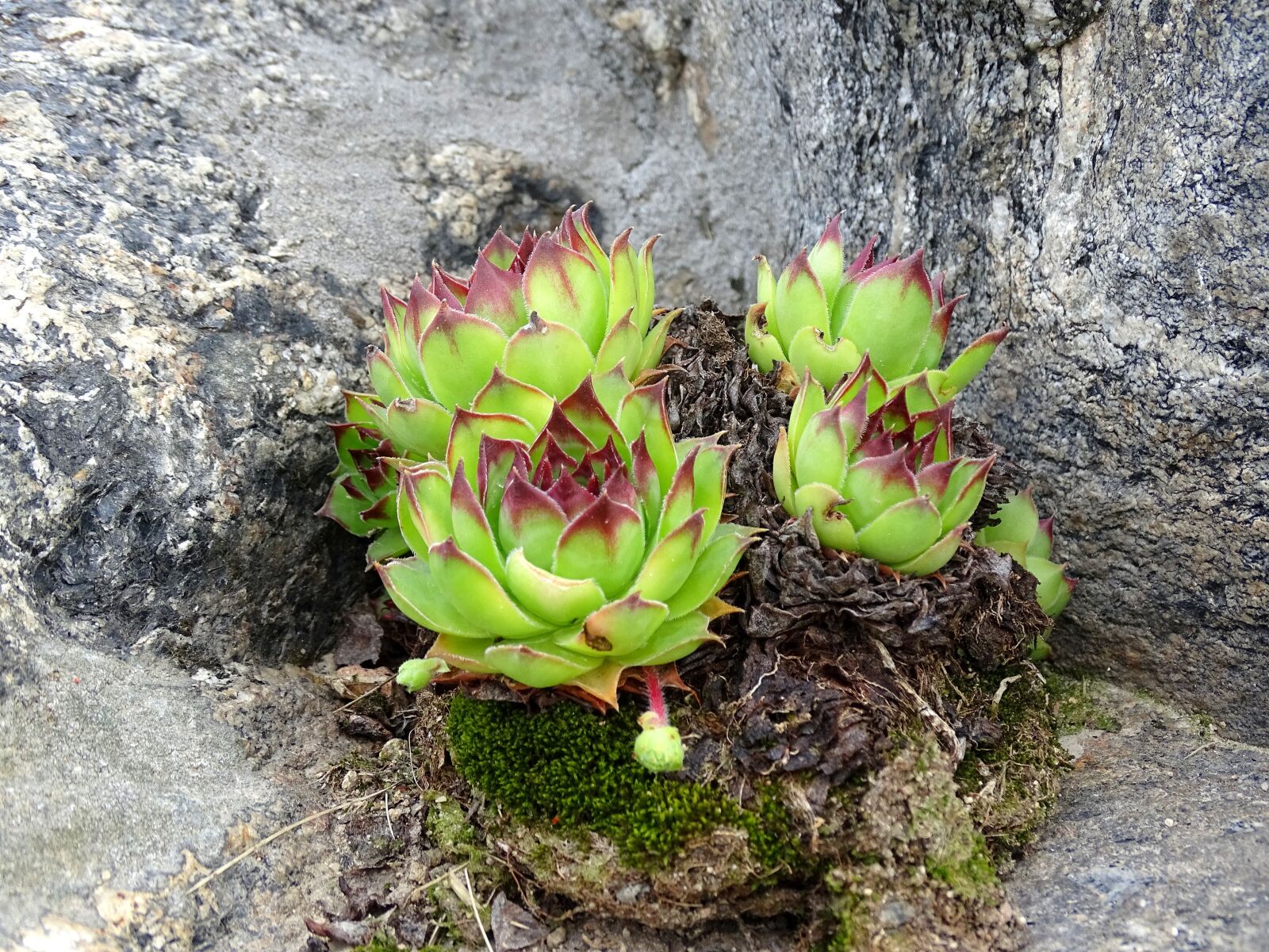 Sony Cyber-shot DSC-HX400V sample photo. Flower, rock, green photography