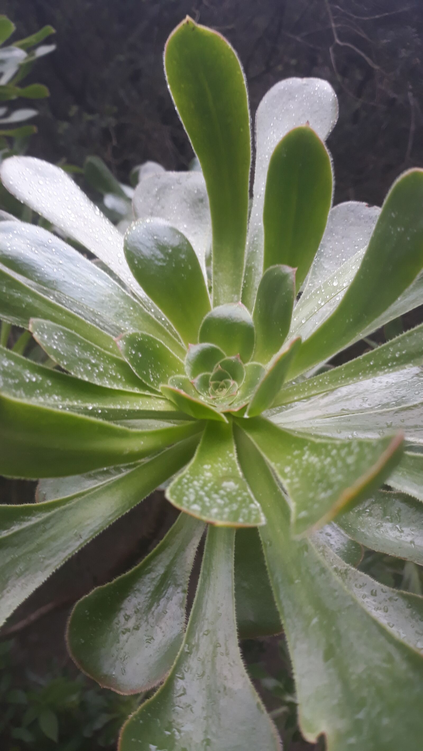 Samsung Galaxy J5 sample photo. Bejeque, canarias, tenerife photography
