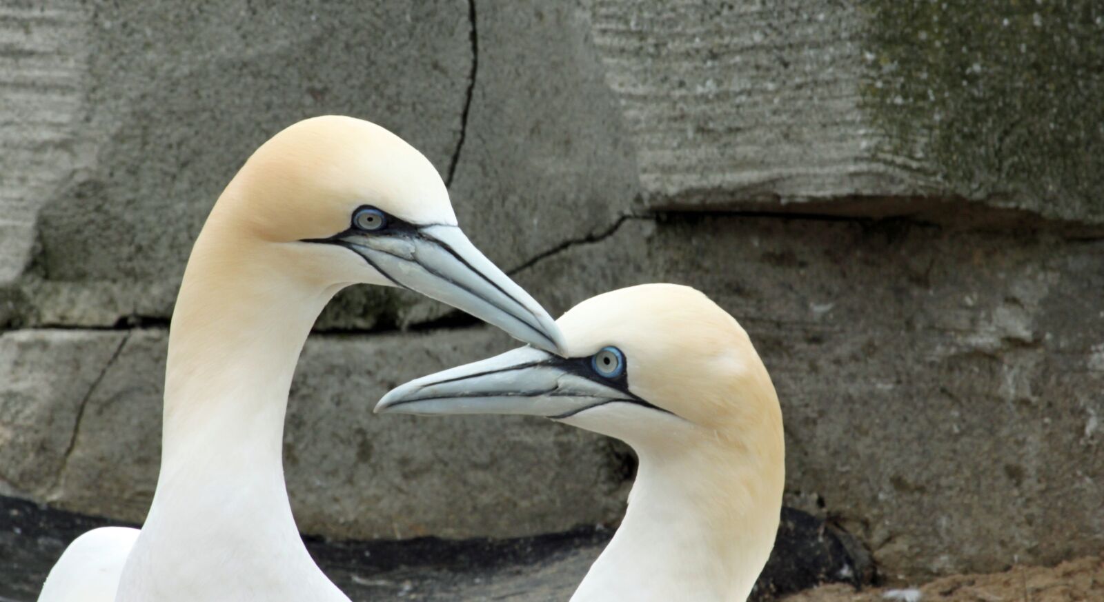 Canon EOS 500D (EOS Rebel T1i / EOS Kiss X3) sample photo. Northern gannet, beaks, bill photography
