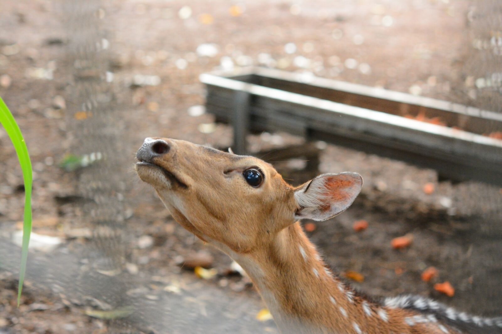 Nikon D7100 sample photo. Deer, fauna, animal photography