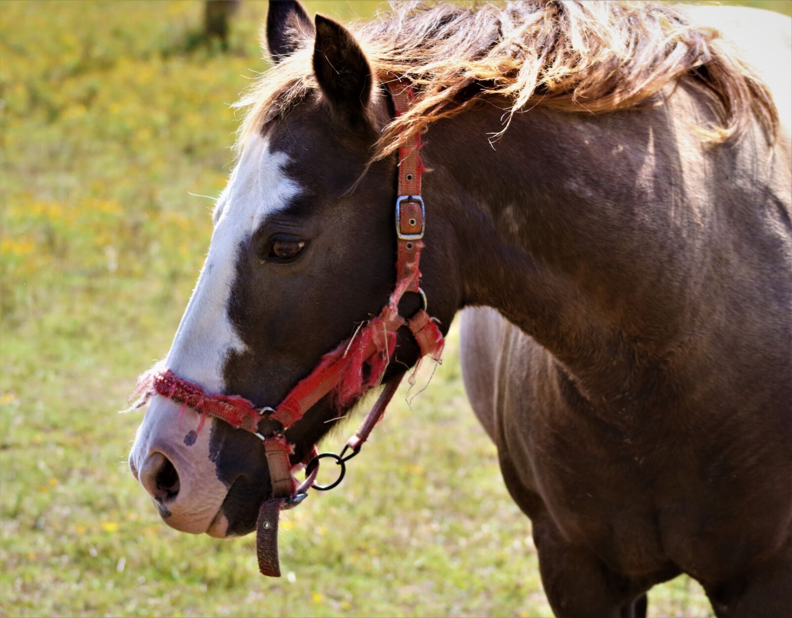 Canon EF75-300mm f/4-5.6 sample photo. Horse, horses, nature photography