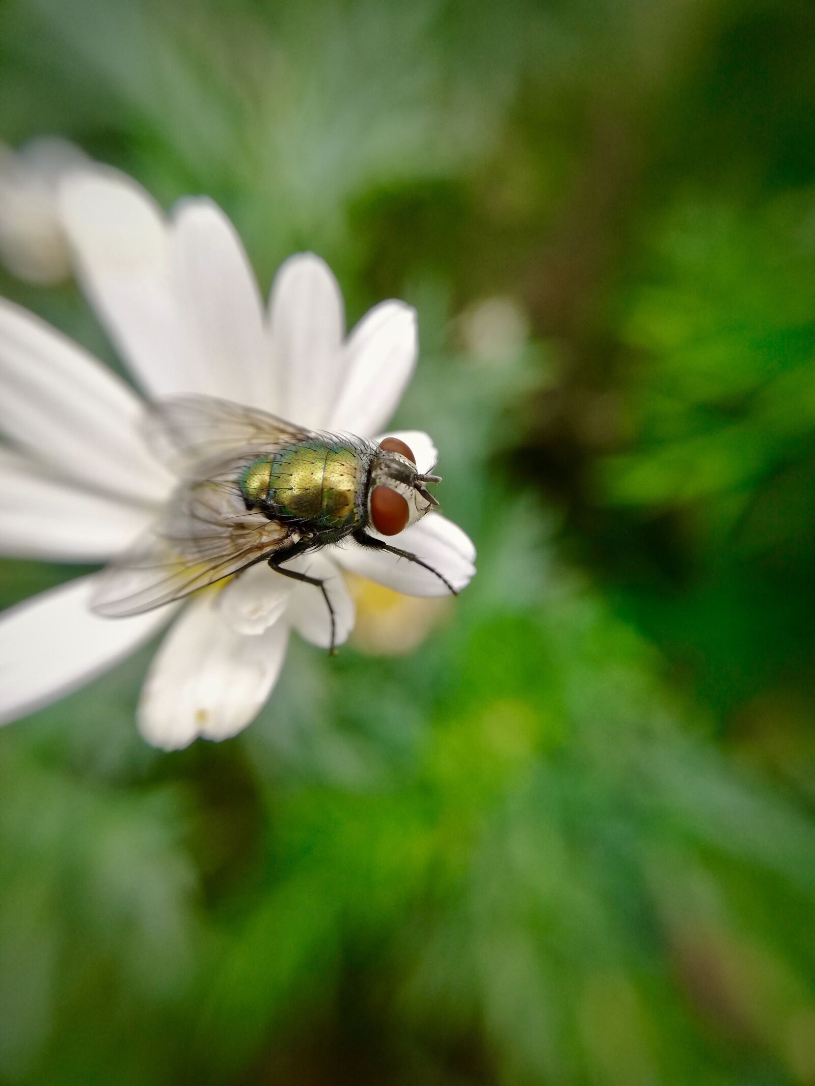 HUAWEI P20 lite sample photo. Fly, greenfly, nature photography