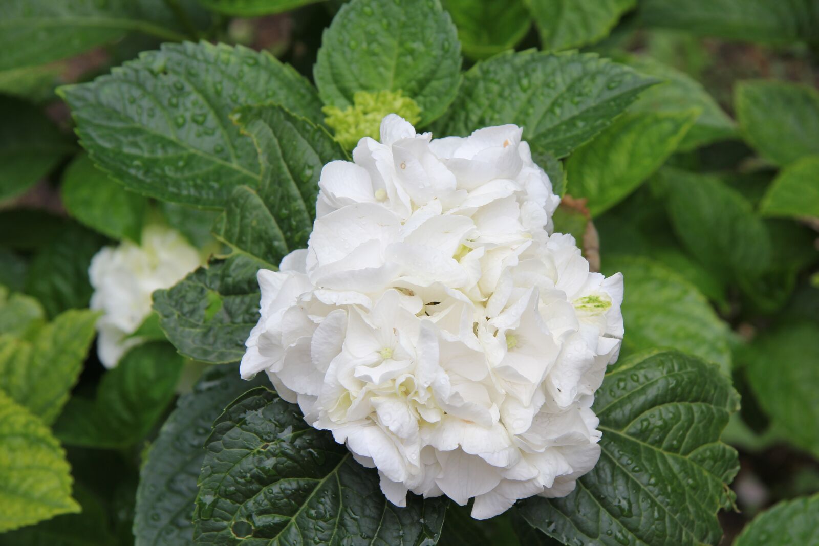 Canon EOS 550D (EOS Rebel T2i / EOS Kiss X4) sample photo. Flower, flowers, white photography