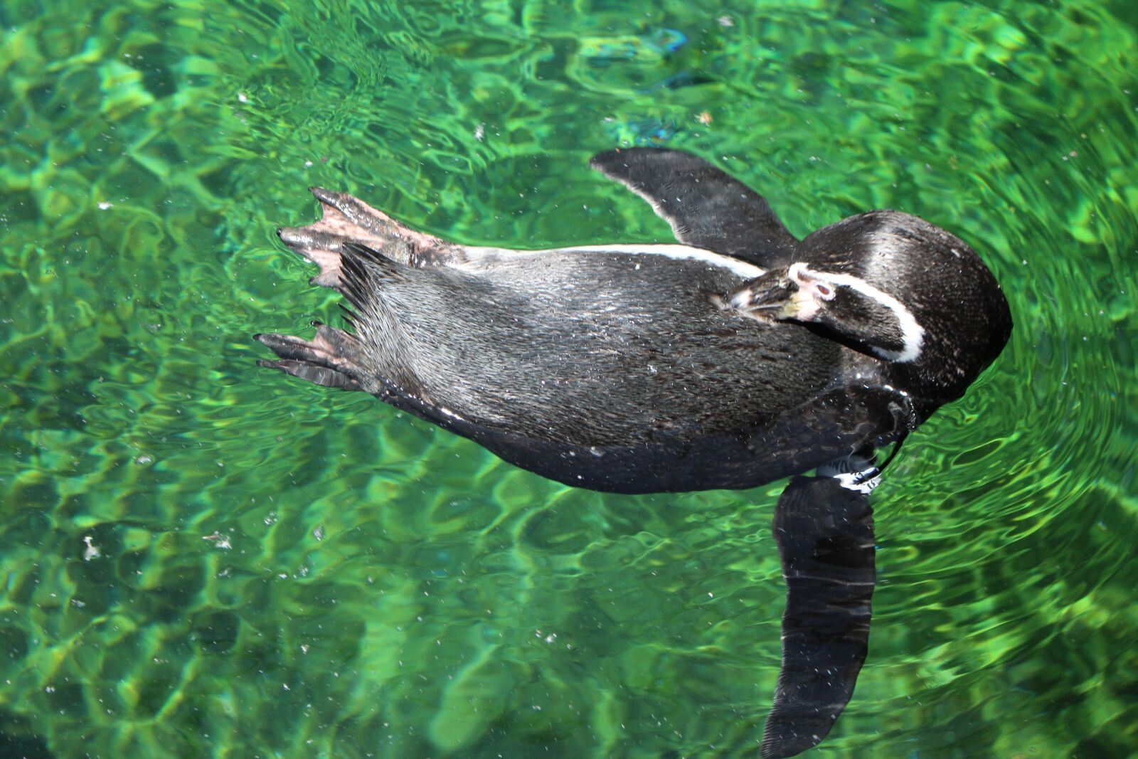 Canon EOS 700D (EOS Rebel T5i / EOS Kiss X7i) sample photo. Penguin, swimming, swim photography