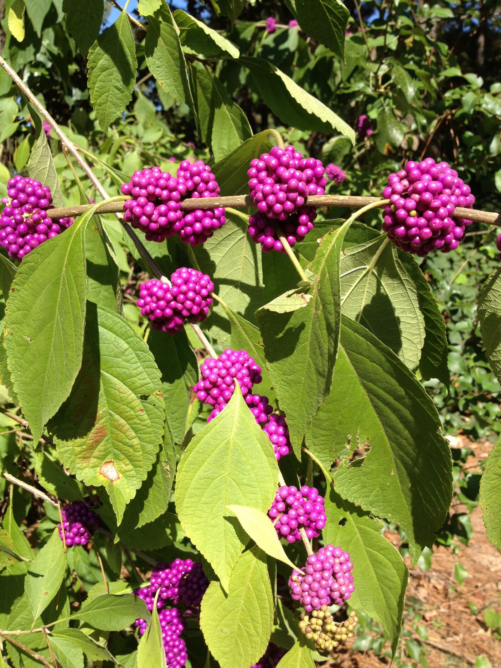 Apple iPhone 4S sample photo. Flower, botanical garden, purple photography