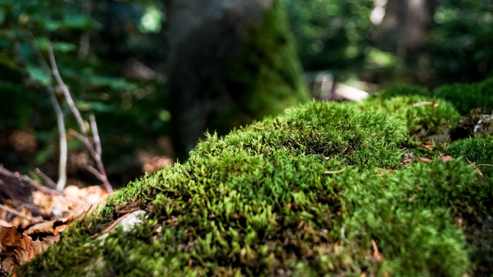 Sony SLT-A68 sample photo. Moss, nature, forest photography