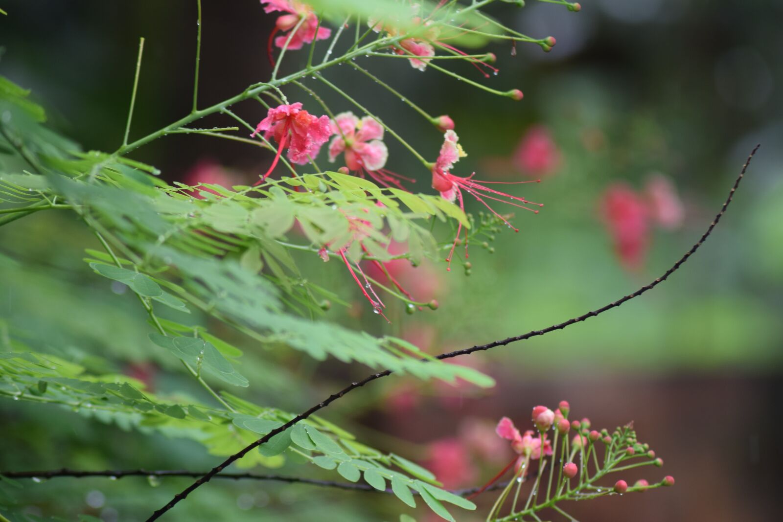 Nikon D5300 sample photo. Kerala, greenery, flowers photography