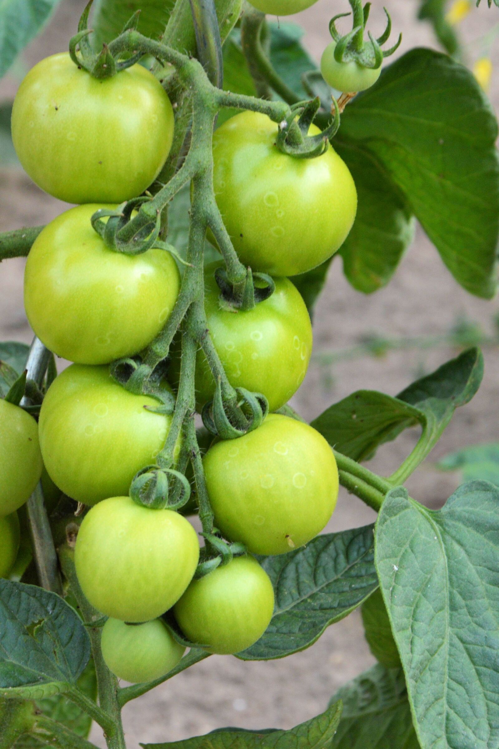 Nikon D3200 sample photo. Tomatoes, panicle, green photography