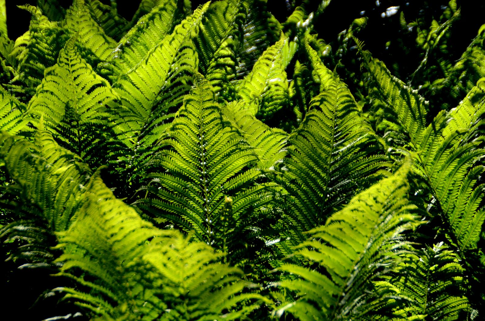 Nikon D5100 sample photo. Ferns, woodland, forest photography