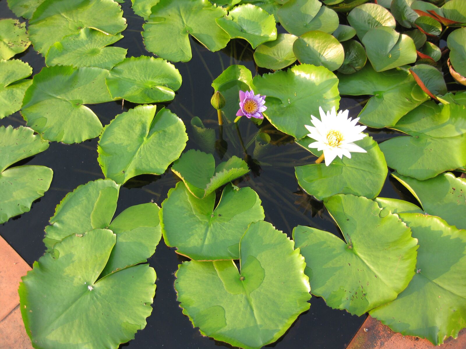 Canon PowerShot SD790 IS (Digital IXUS 90 IS / IXY Digital 95 IS) sample photo. Green leaf, flower, water photography