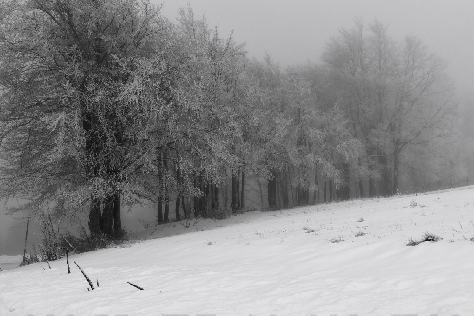 Tamron SP 24-70mm F2.8 Di VC USD sample photo. Snow, trees, winter photography