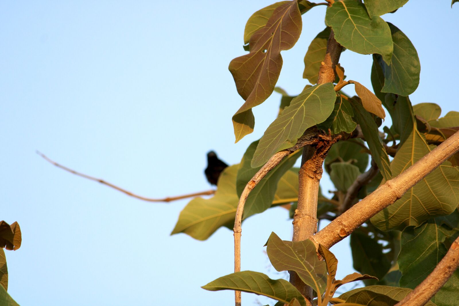 Canon EOS 2000D (EOS Rebel T7 / EOS Kiss X90 / EOS 1500D) sample photo. Wild tree leaves, eco photography