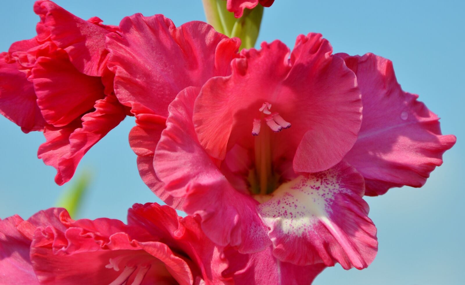 Nikon D3200 sample photo. Gladiolus, gladidus, butterfly greenhouse photography