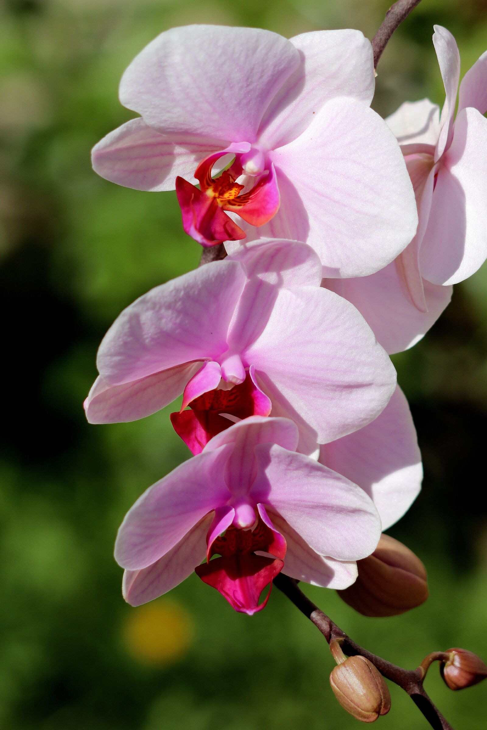 Canon EOS 77D (EOS 9000D / EOS 770D) + Canon EF 70-300 F4-5.6 IS II USM sample photo. Orchid, blossom, bloom photography