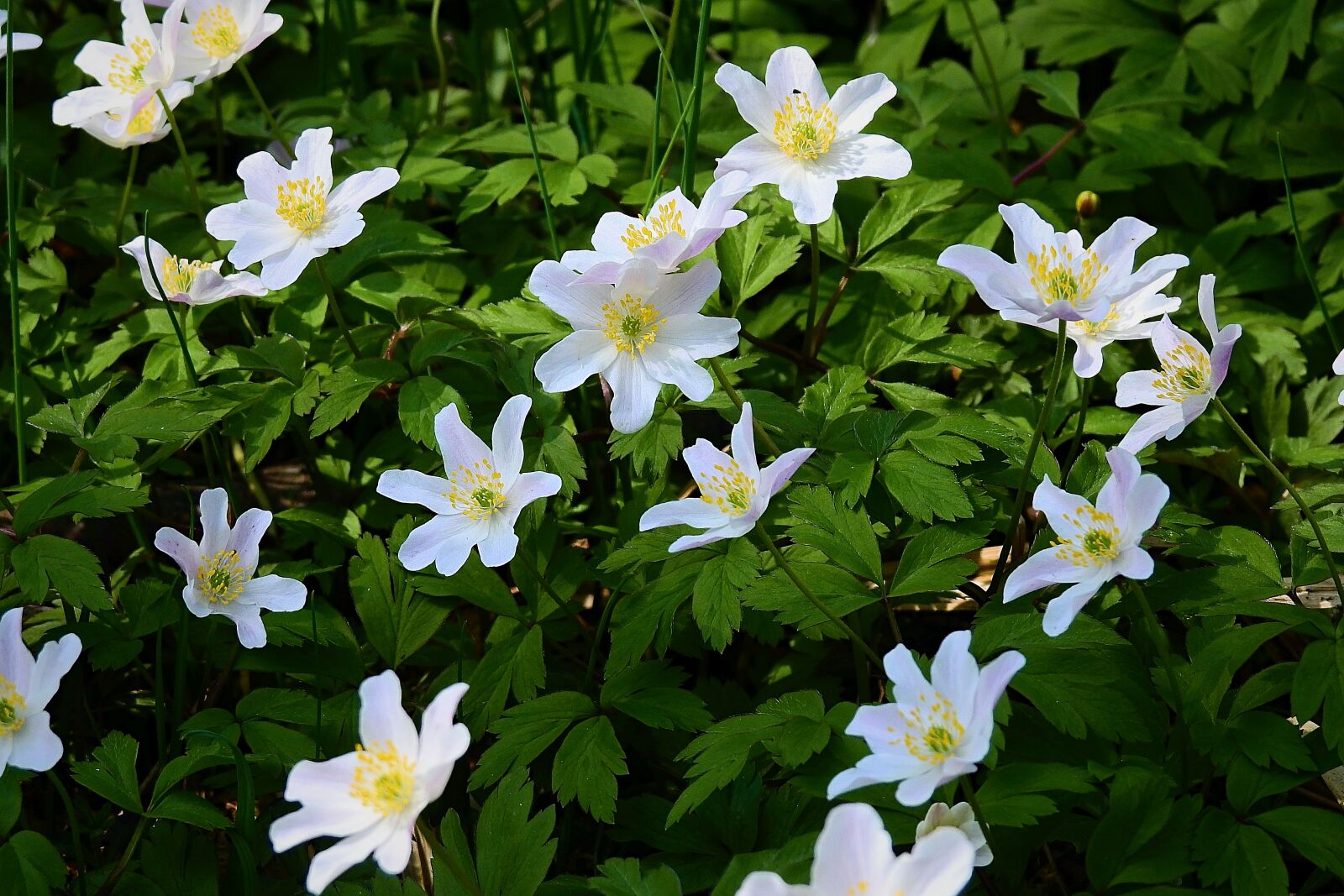 Nikon Coolpix P900 sample photo. Flower, nature, plant photography