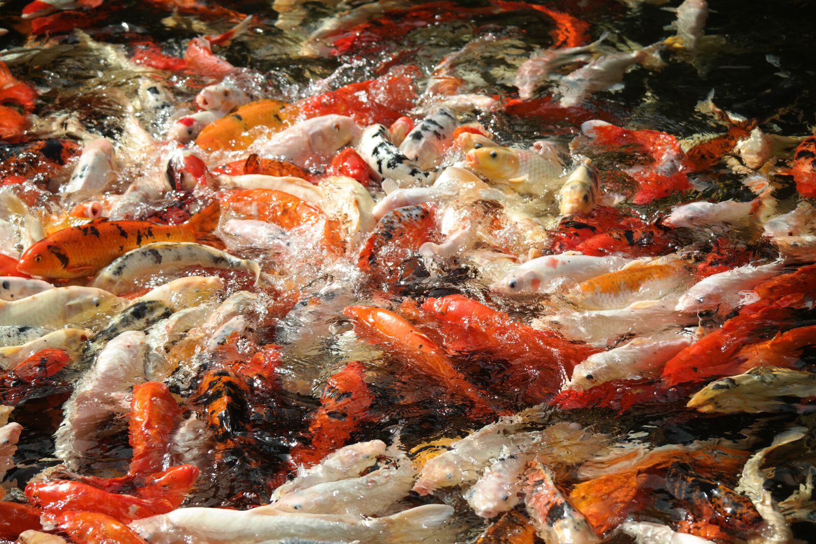 Samsung NX30 sample photo. Fish, water, feed photography