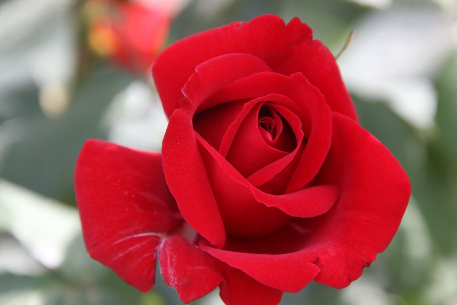 Canon EOS 600D (Rebel EOS T3i / EOS Kiss X5) sample photo. Red rose, rose, flower photography