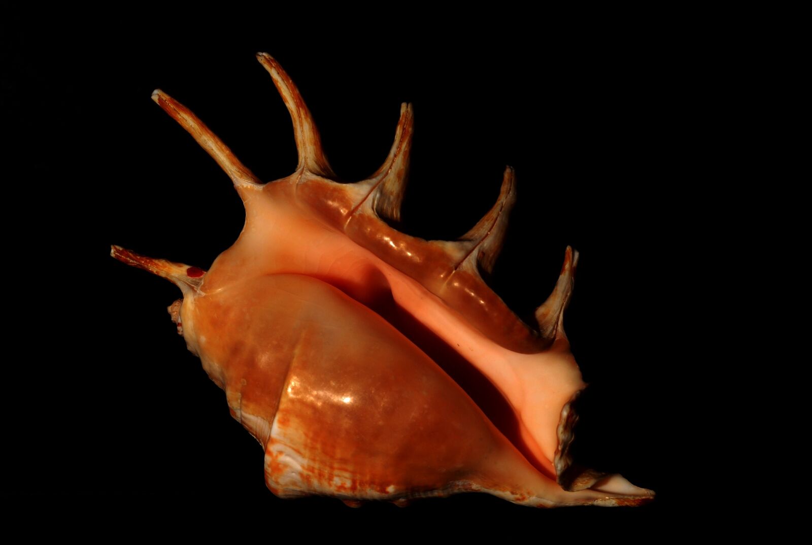 Nikon D200 sample photo. Mollusk, seashell, conch photography