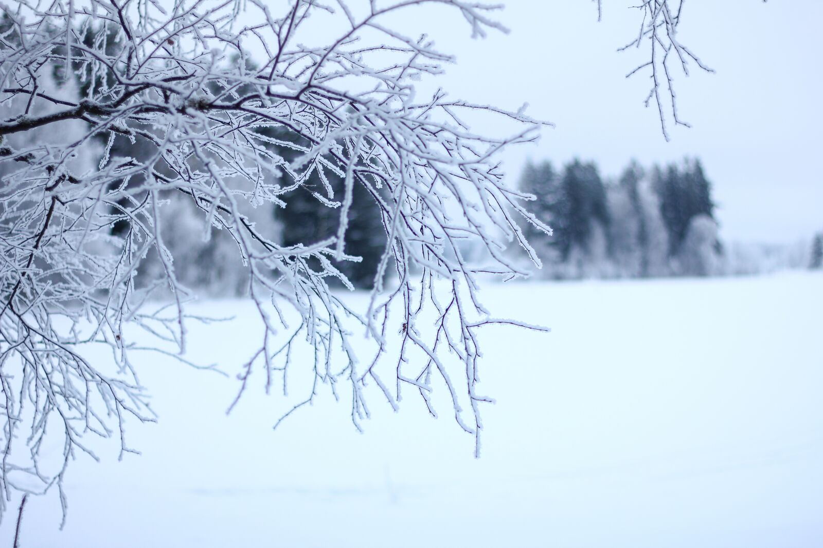 Canon EOS 550D (EOS Rebel T2i / EOS Kiss X4) + Canon EF 50mm F1.8 II sample photo. Winter, snow, tree photography