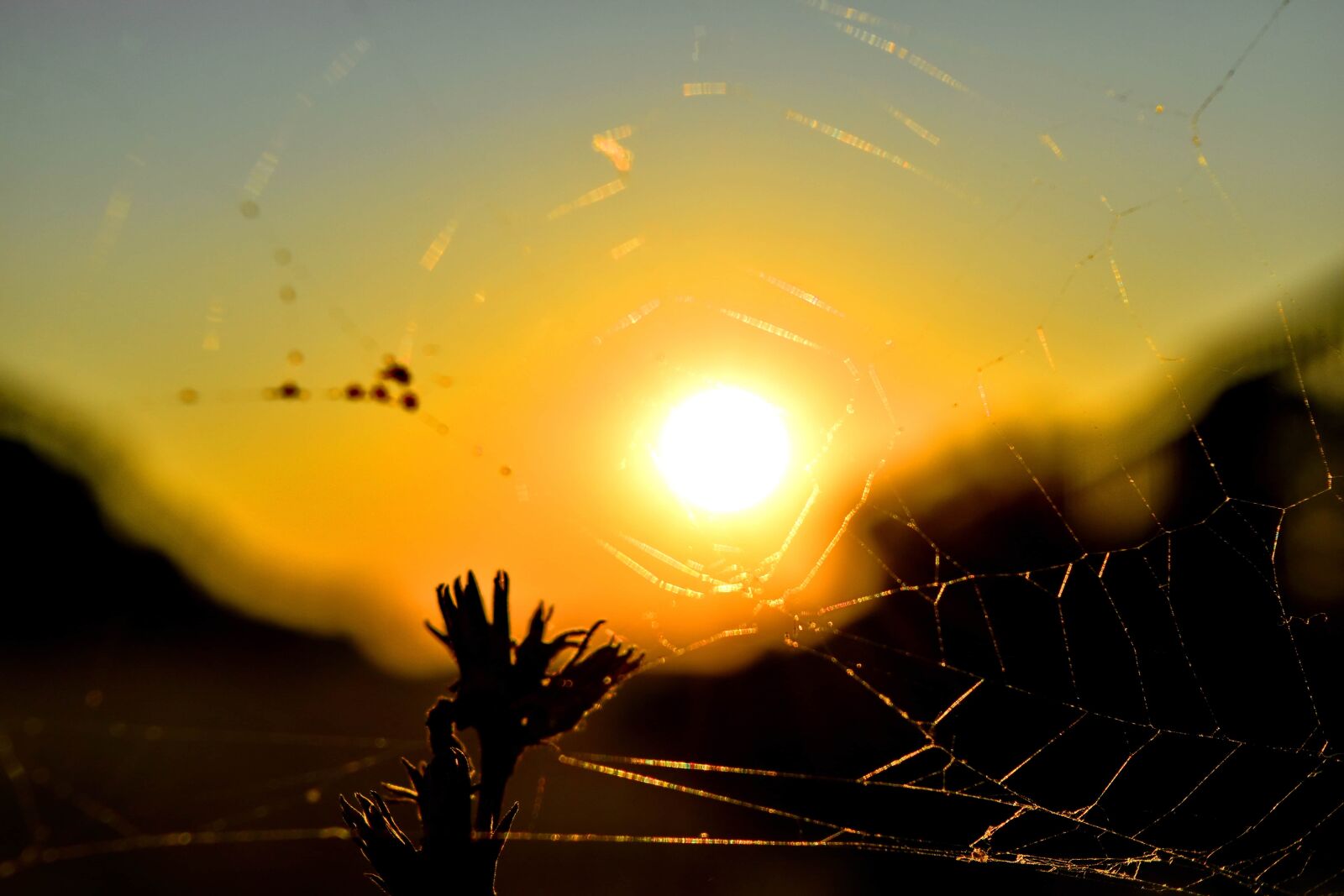 Nikon D5500 sample photo. Evening, landscape, spider web photography