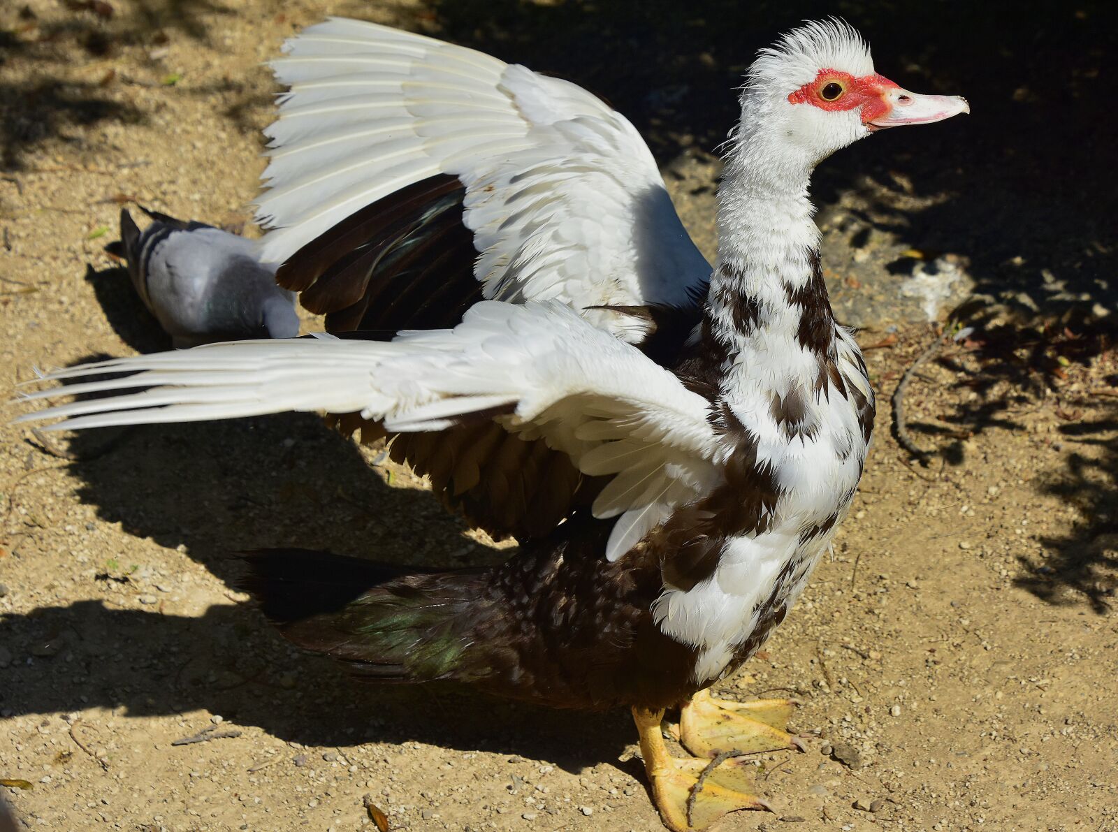 Nikon D7200 sample photo. Birds, ducks, animals photography