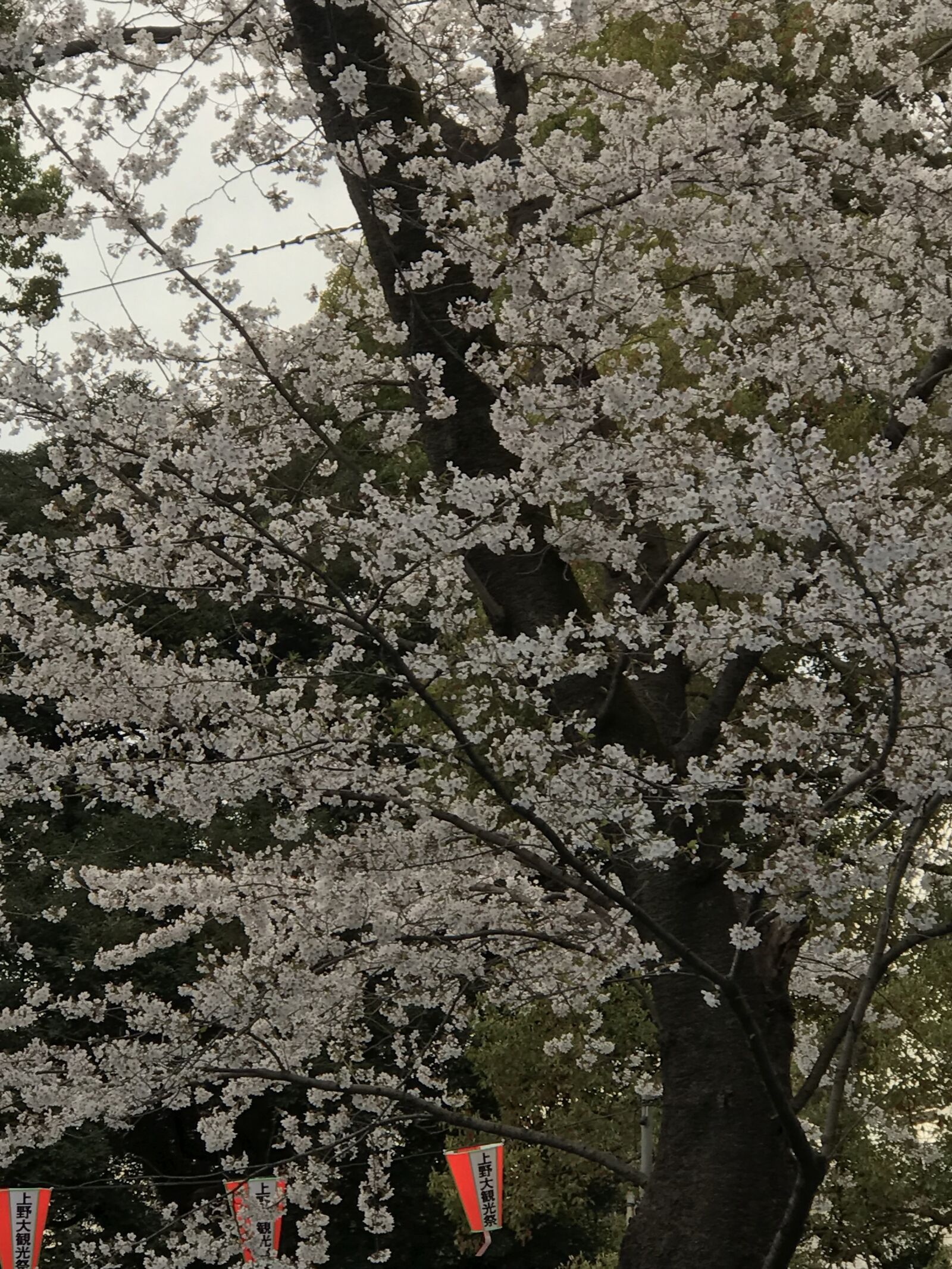 Apple iPhone 7 Plus sample photo. Cherry, blossom, flower photography