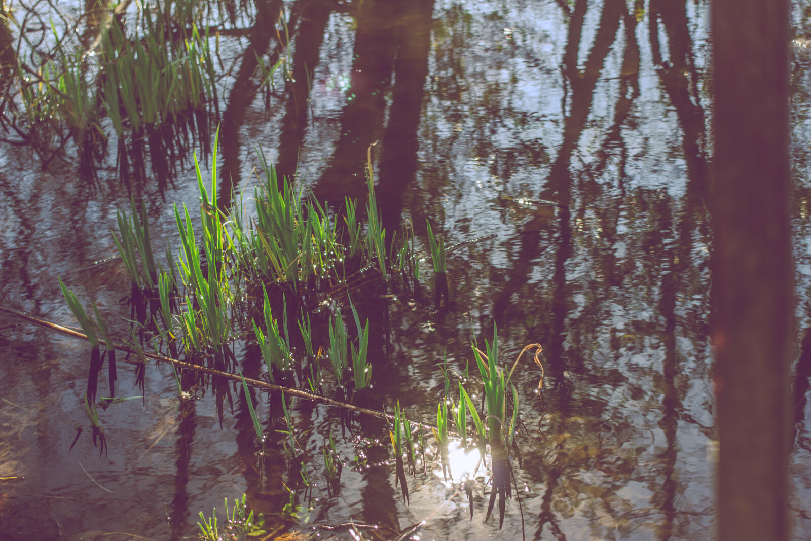 Canon EOS 600D (Rebel EOS T3i / EOS Kiss X5) + Canon EF 40mm F2.8 STM sample photo. Lake, reeds, reflection, trees photography