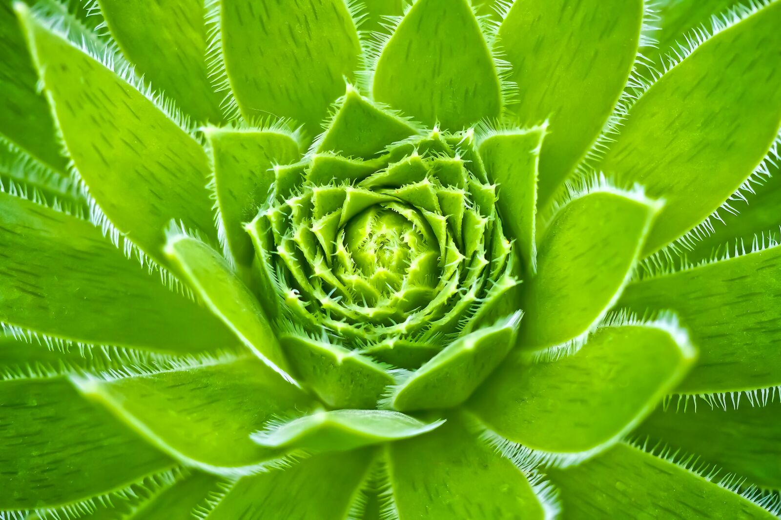 Olympus OM-D E-M10 sample photo. Wurz, houseleek, turmeric plant photography