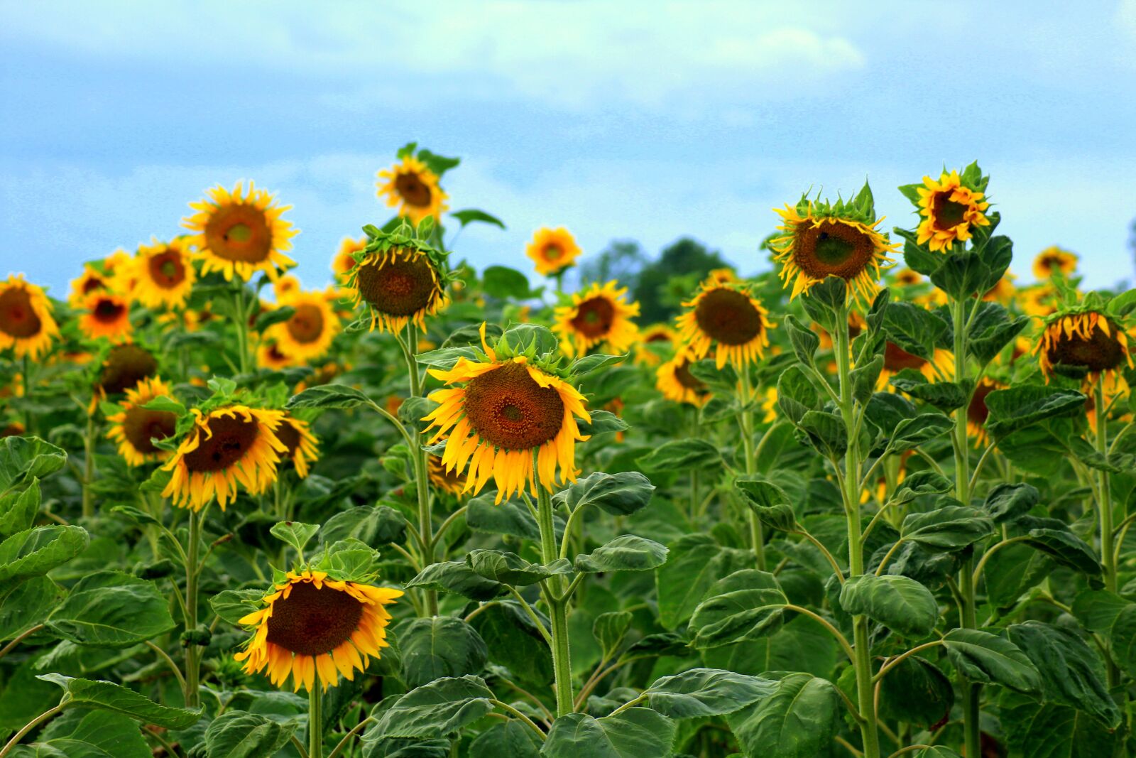 Canon EOS 1200D (EOS Rebel T5 / EOS Kiss X70 / EOS Hi) sample photo. Sunflowers, field of sunflowers photography