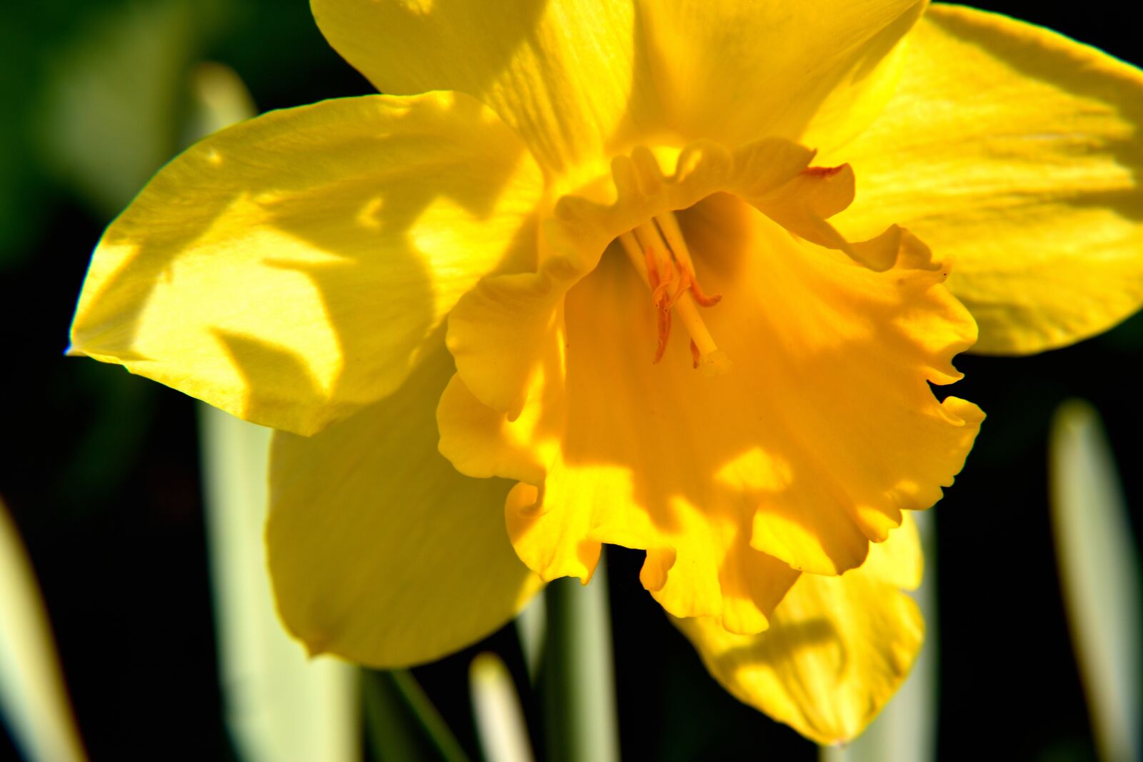 Nikon D5500 sample photo. Narcissus, blossom, bloom photography