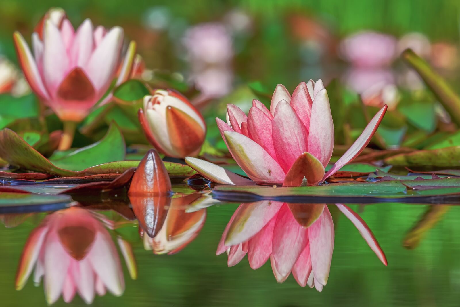 Fujifilm XF 55-200mm F3.5-4.8 R LM OIS sample photo. Water lily, flower, pond photography