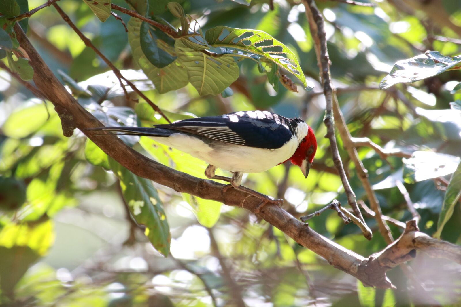 Canon EF-S 55-250mm F4-5.6 IS STM sample photo. Tree, nature, birds photography