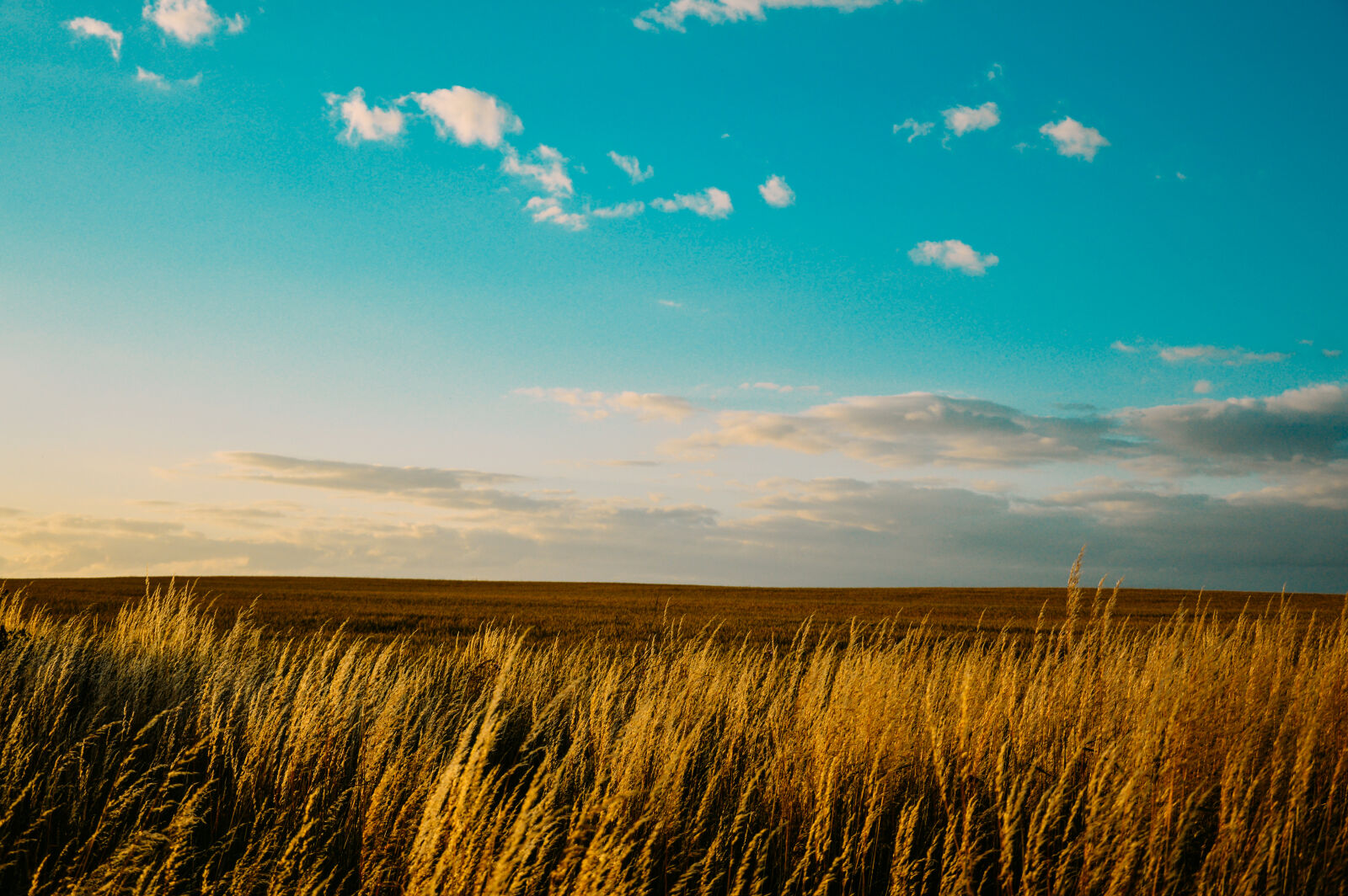 Nikon D3200 sample photo. Rice, grain, grass, field photography