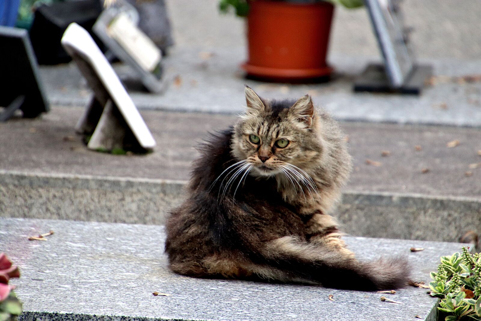 Canon EOS 800D (EOS Rebel T7i / EOS Kiss X9i) sample photo. Cats, felines, mammals photography