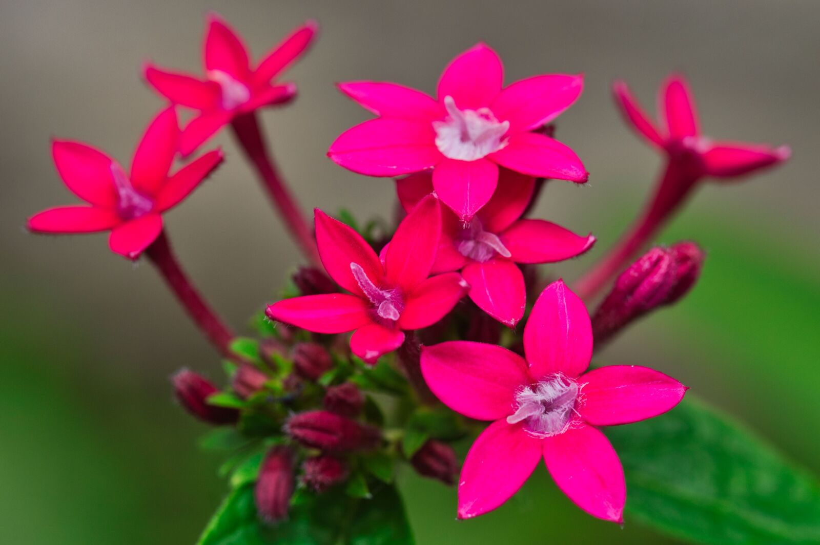 Nikon D3200 sample photo. Pink flowers, flowers, bloom photography