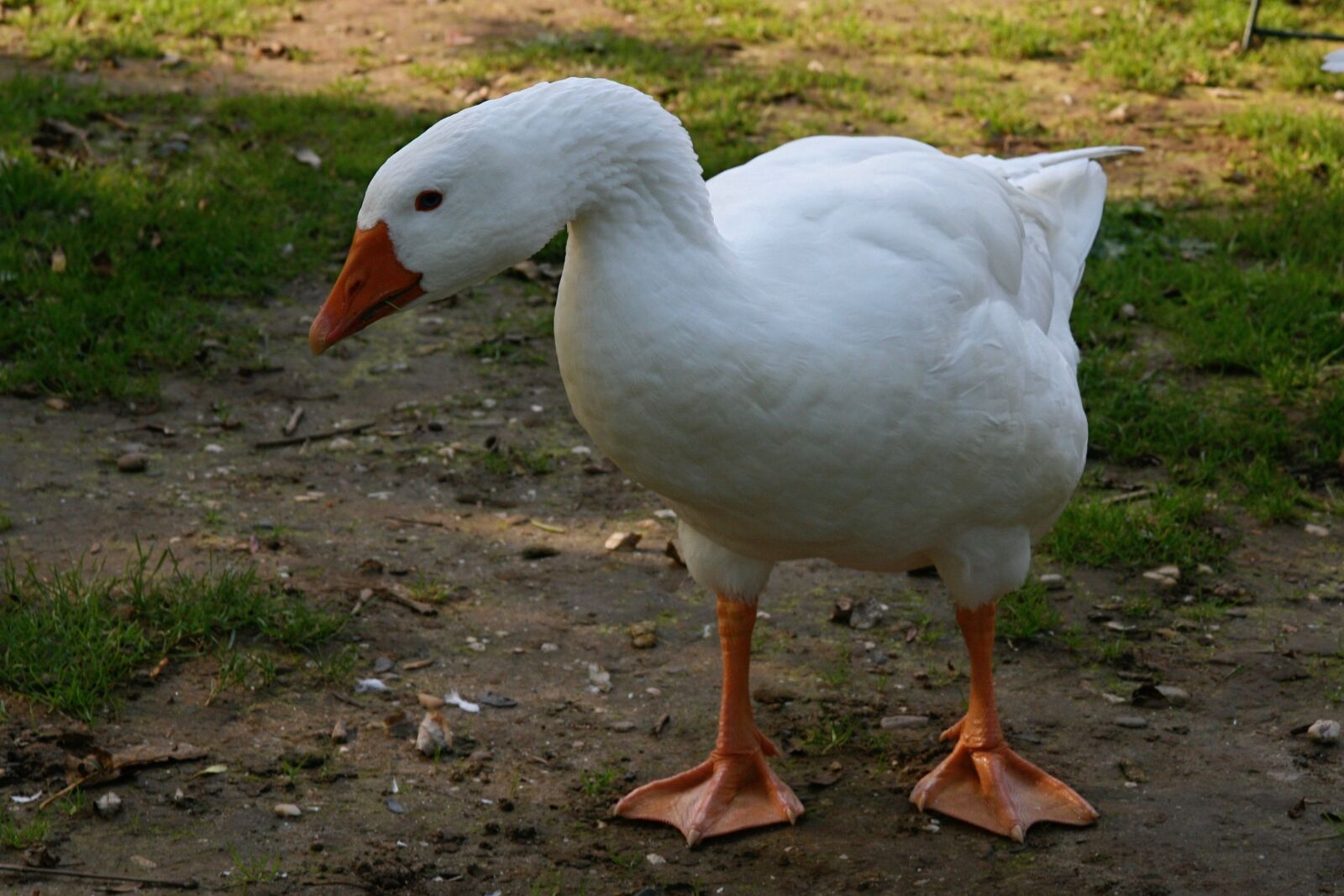 Canon EOS 400D (EOS Digital Rebel XTi / EOS Kiss Digital X) sample photo. Pet, goose, white photography
