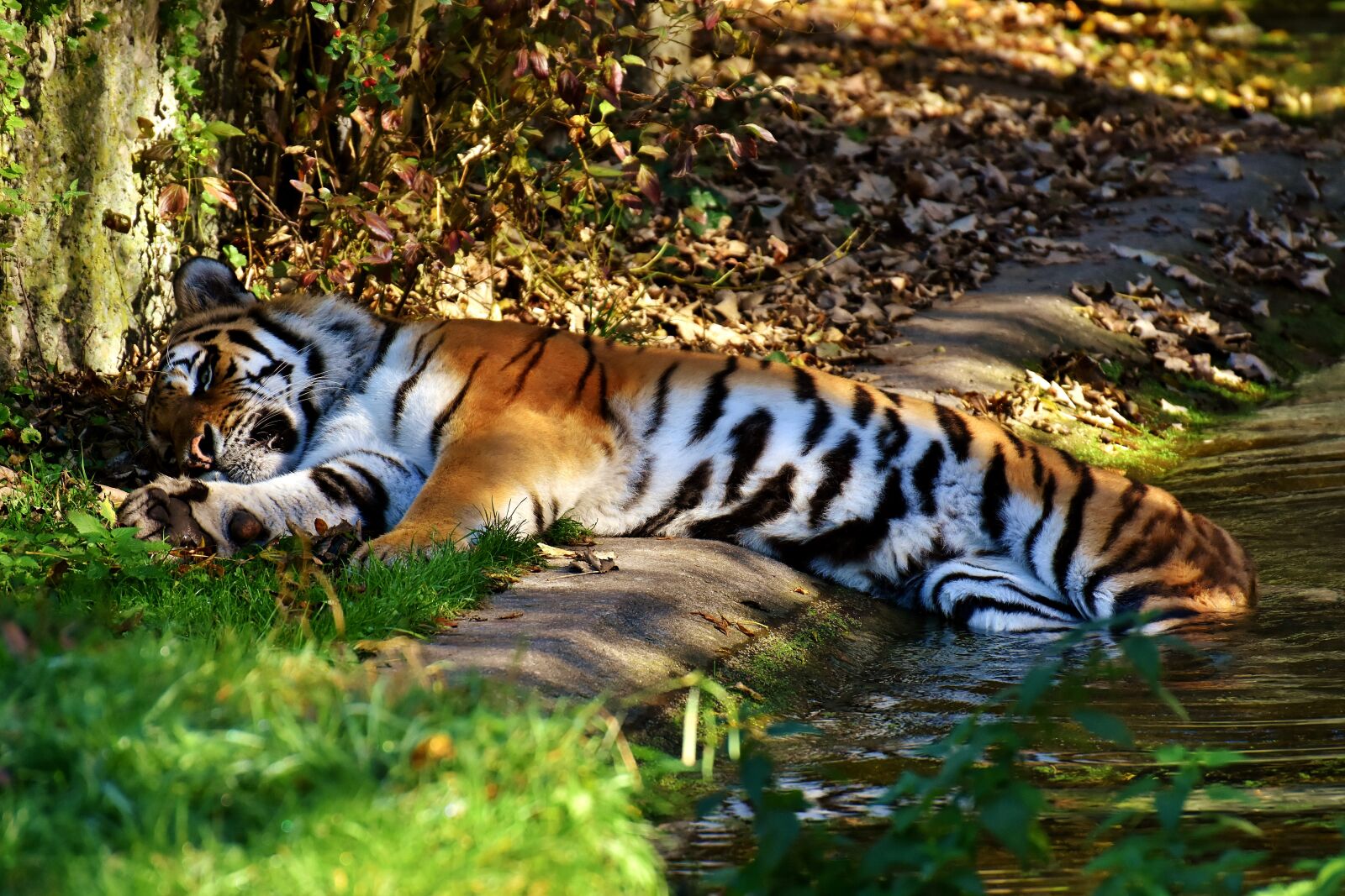 Nikon D7200 sample photo. Tiger, predator, fur photography