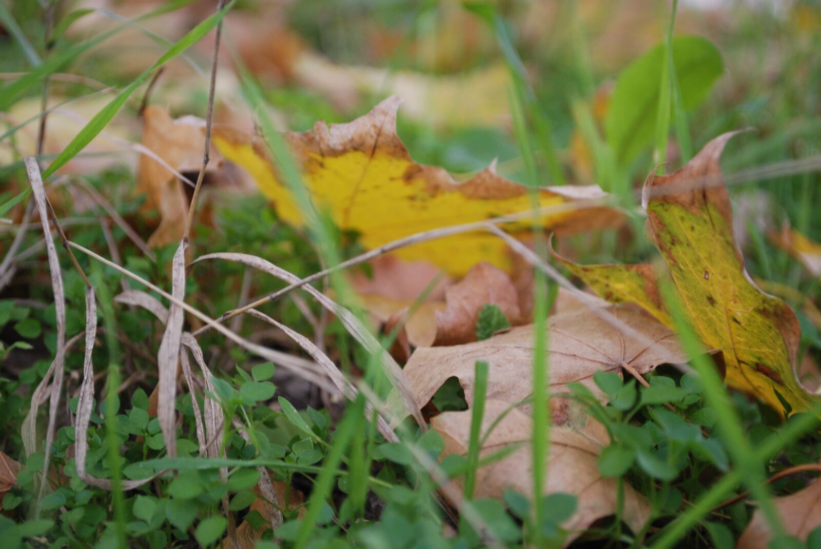 Nikon D80 sample photo. Autumn, grass, nature photography