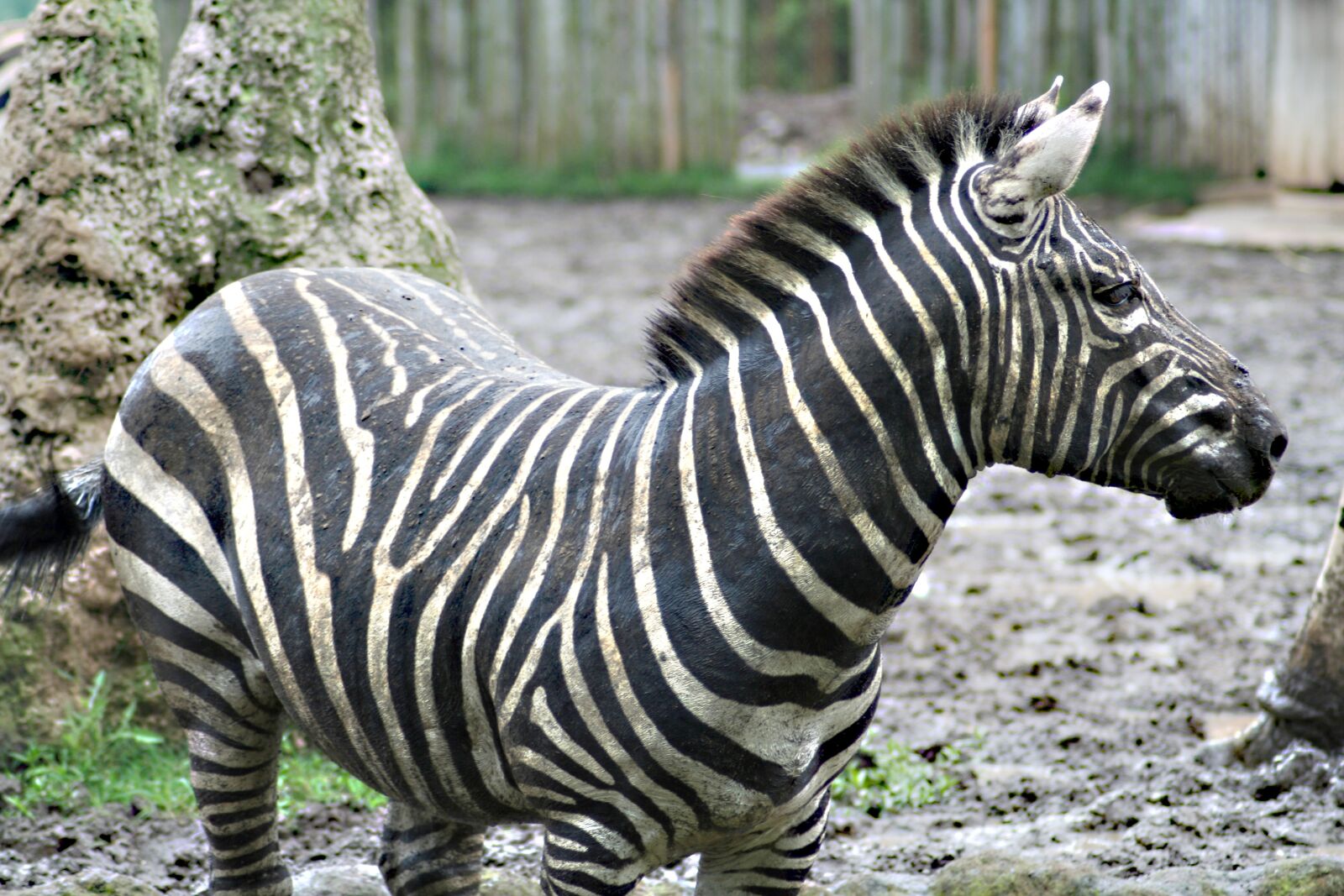 Canon EOS 350D (EOS Digital Rebel XT / EOS Kiss Digital N) sample photo. Zebra, run, black white photography