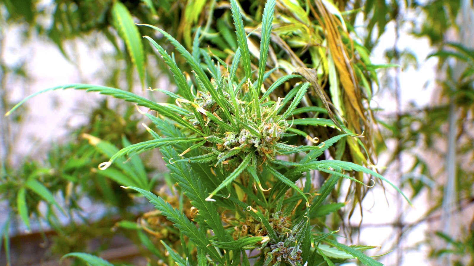 Sony SLT-A57 sample photo. Dank, ganja, green, crack photography