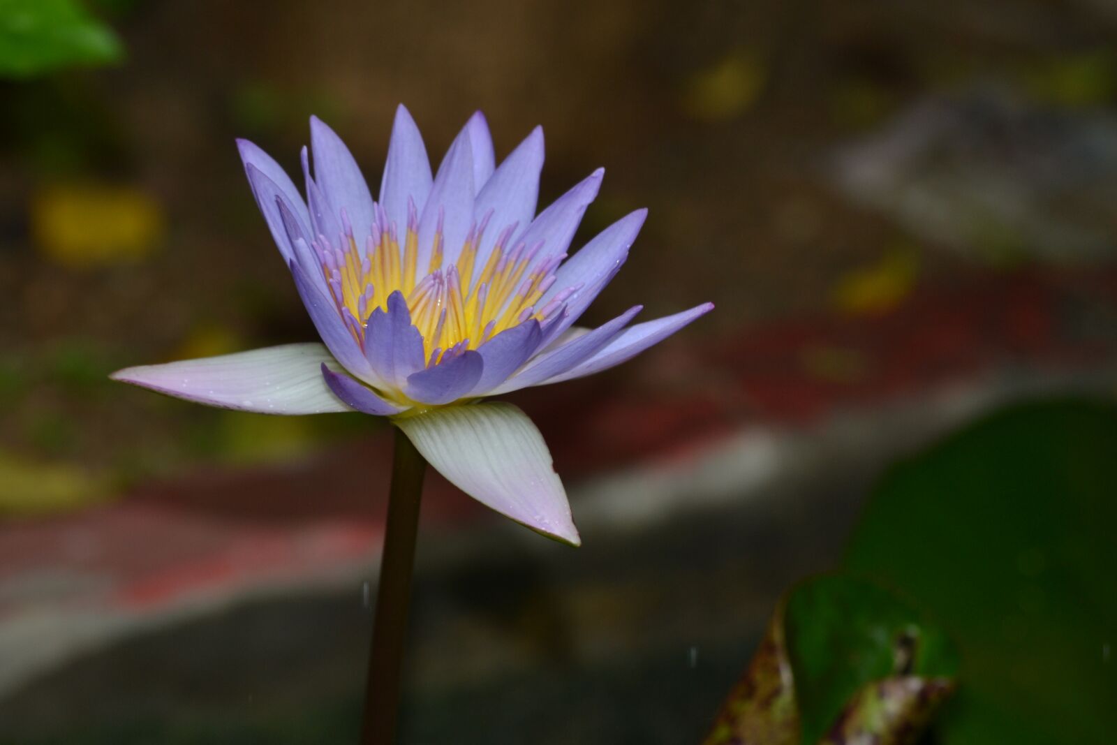 Nikon D3100 sample photo. Flower, nature, lily photography