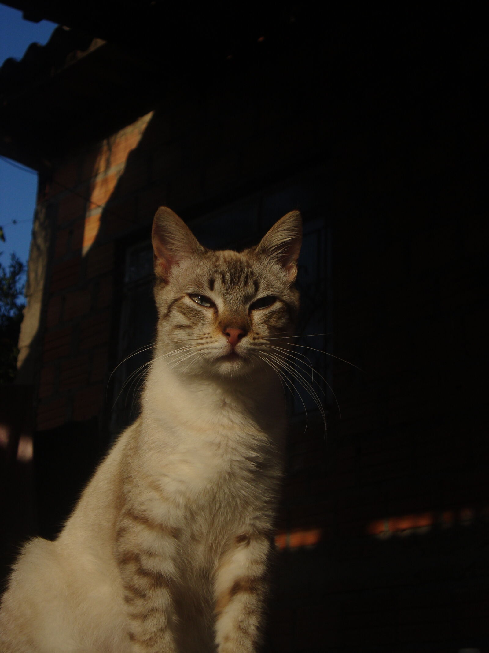 Sony Cyber-shot DSC-W120 sample photo. Gato photography