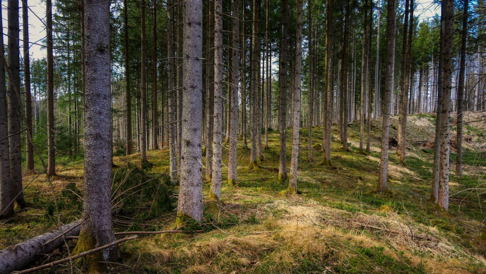 Panasonic Lumix DMC-GX8 sample photo. Forest, tree, nature photography