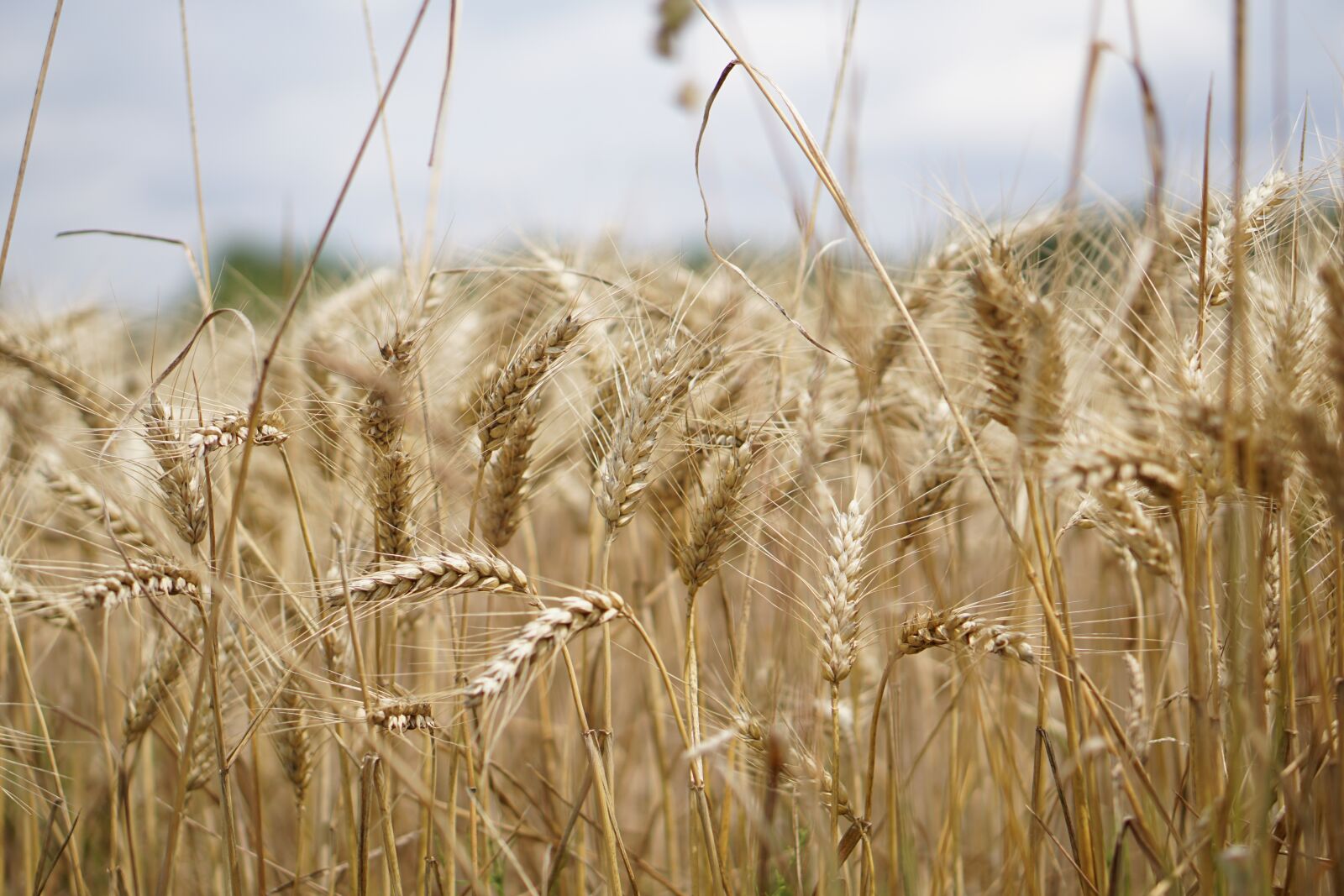 E 50mm F1.8 OSS sample photo. Wheat field, wheat, wheat photography