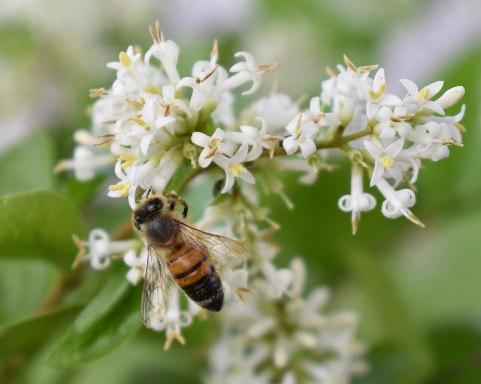 Nikon D5500 sample photo. Honeybee, bee, flower photography
