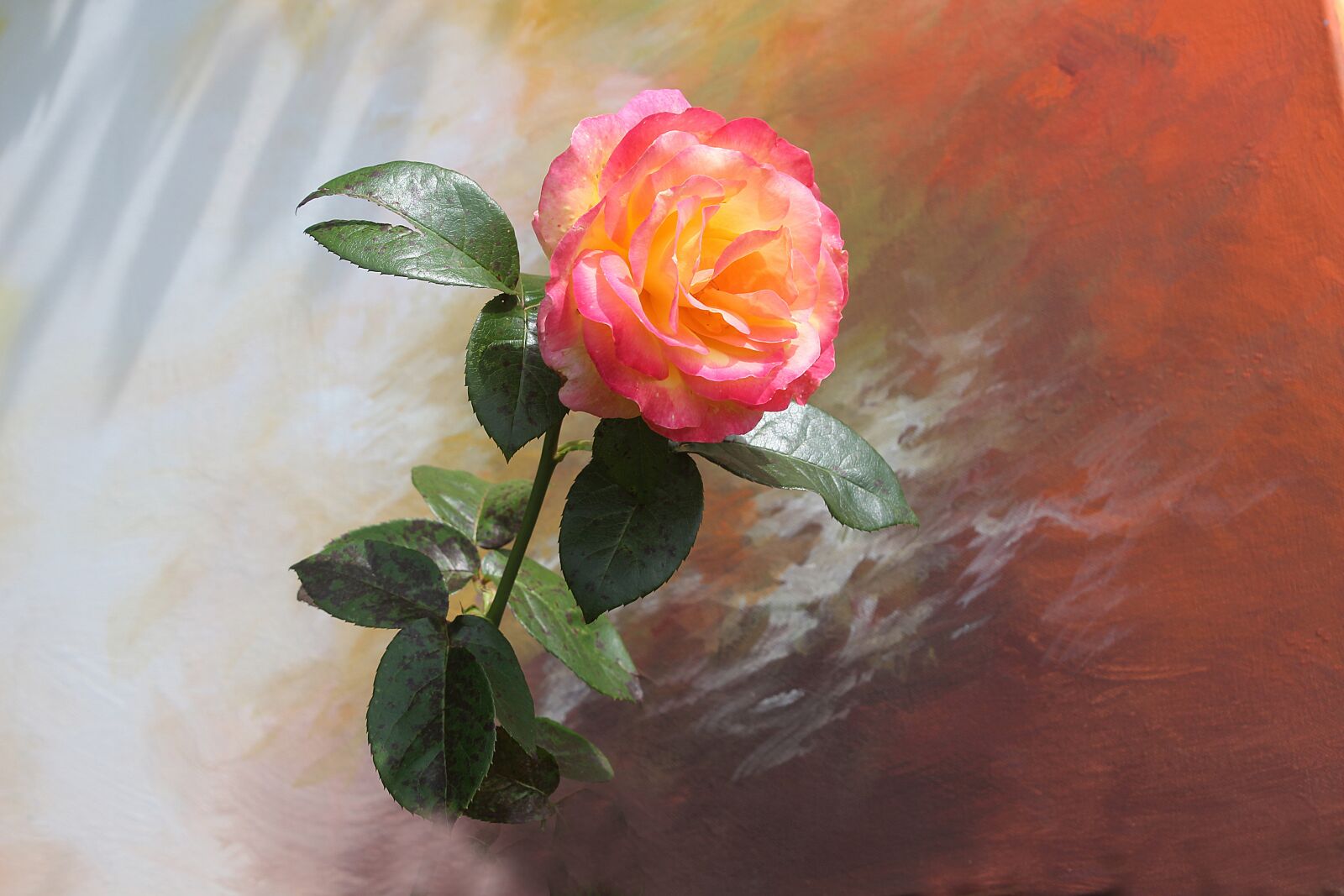 Canon EOS 700D (EOS Rebel T5i / EOS Kiss X7i) sample photo. Rose, flower plant, garden photography