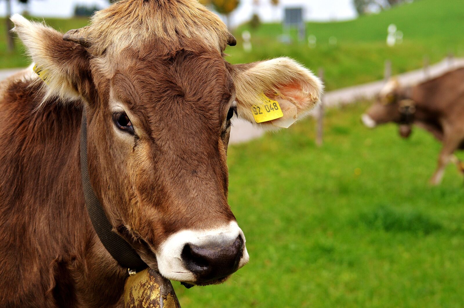 Nikon D3200 sample photo. Cow, allgäu, cows photography