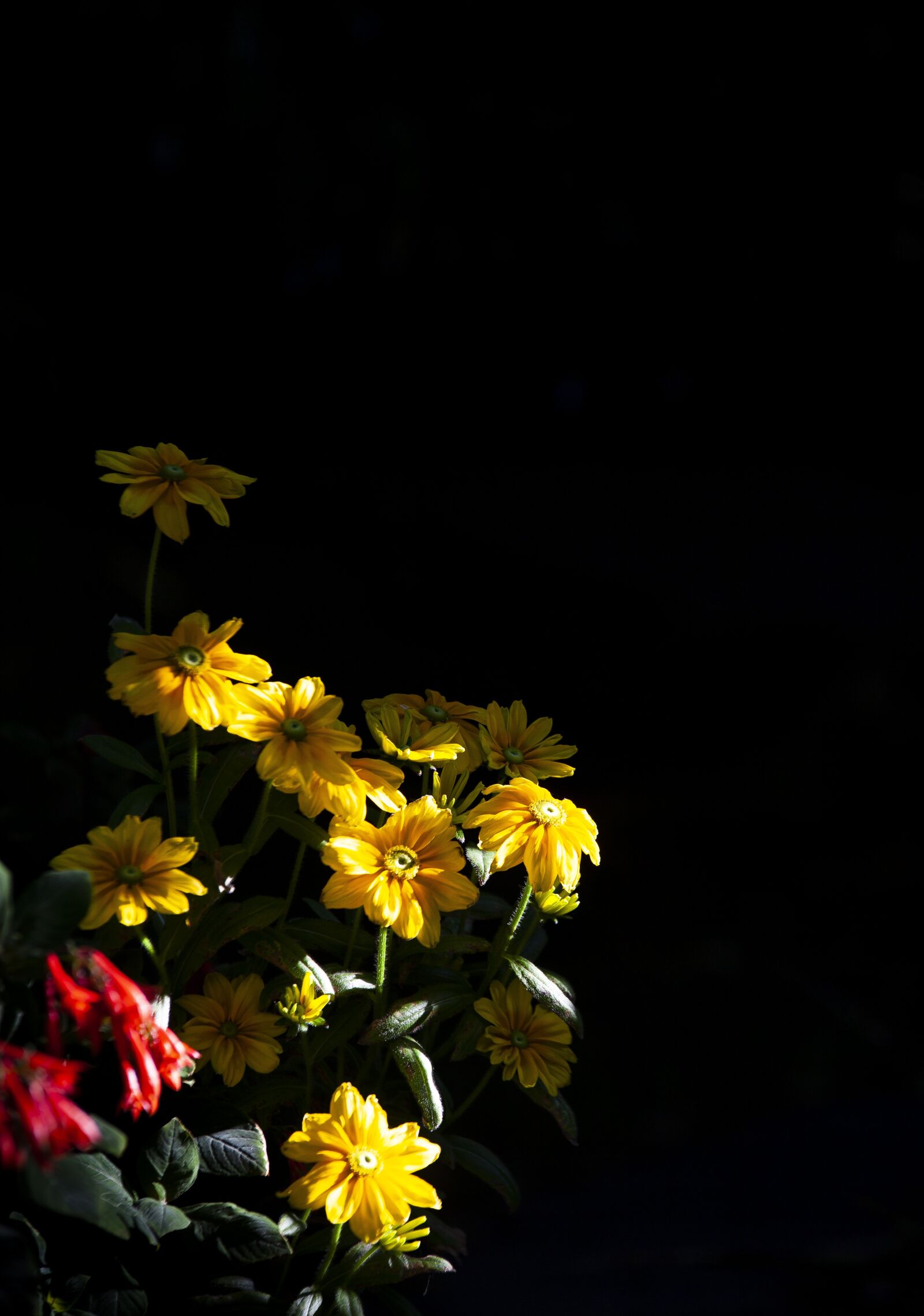 Canon EOS 5D Mark II sample photo. Flowers, garden, summer photography