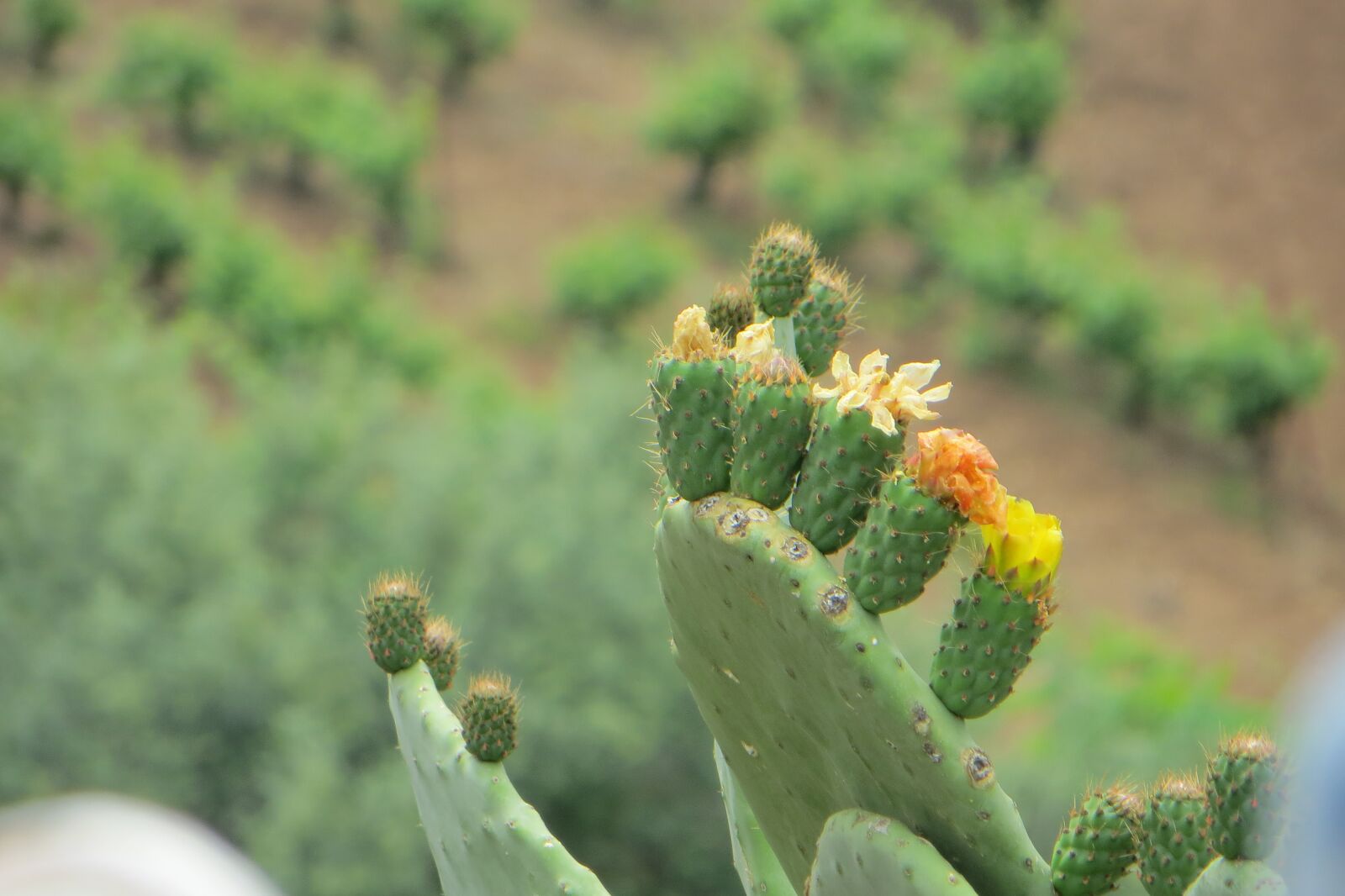 Canon PowerShot SX260 HS sample photo. Prickly, fruit, plant photography